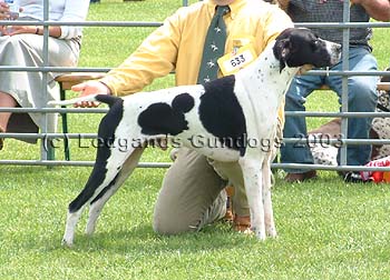 1st Post Graduate Dog